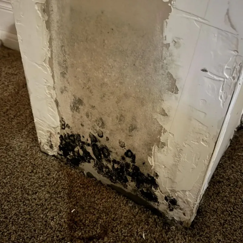 Professional Mold Removal in Manchester, ME